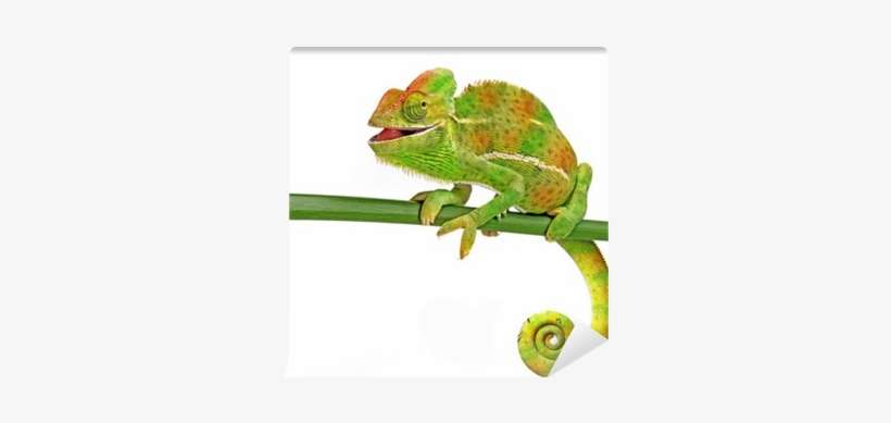 Happy Chameleon, transparent png download