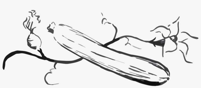 Summer Squash - Sketch, transparent png download