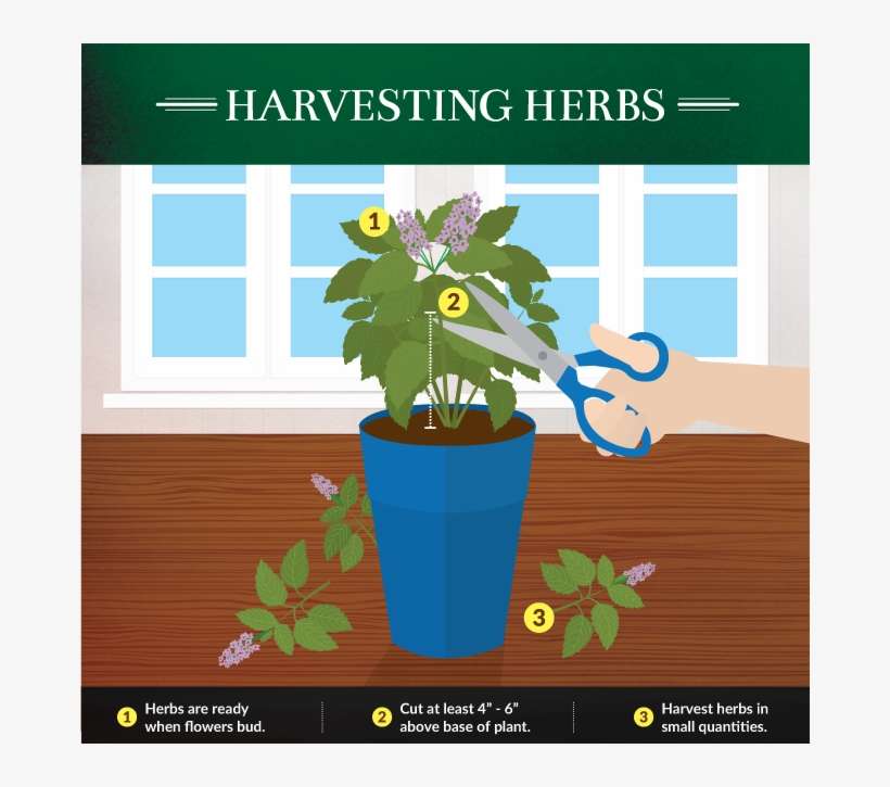 How To Harvest Herbs Properly - Kitchen Garden, transparent png download