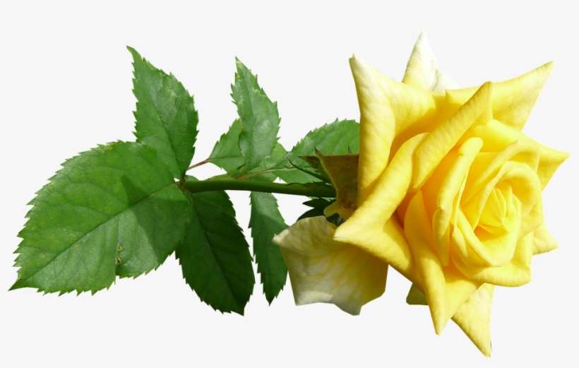 Rose, Flower, Stem, Yellow - Floribunda, transparent png download