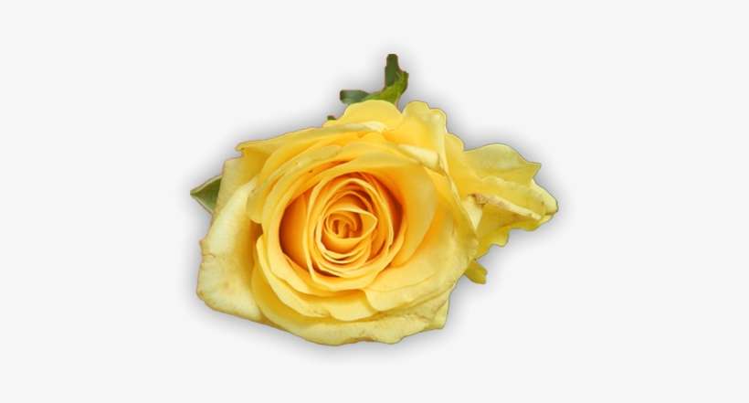 Picture Of Lovely Yellow Roses - Rose, transparent png download