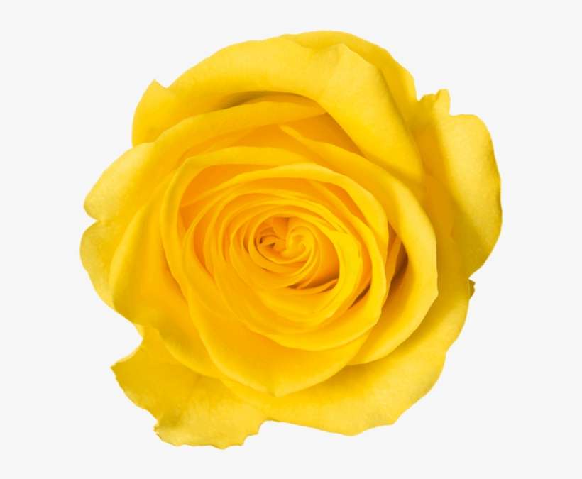 Shop On Walmart - Garden Roses, transparent png download