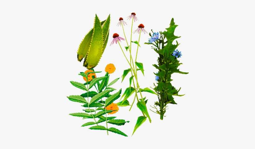 Herbal Items Png Logo, transparent png download