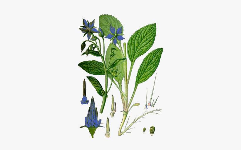 Borretsch - Borago Officinalis, transparent png download