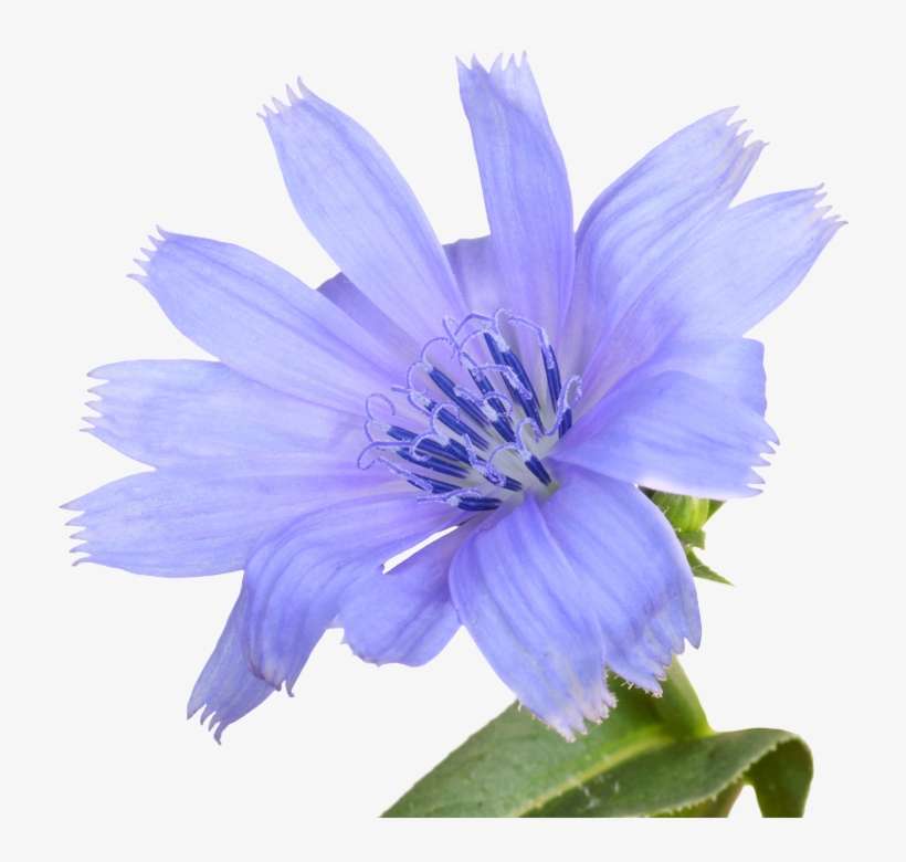 Making Healing Herbs Essences - Bach Flower Transparent, transparent png download