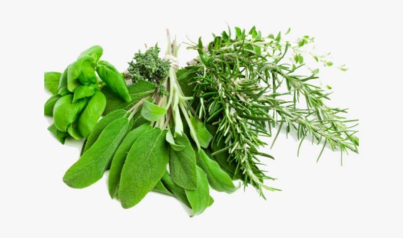 Herbs Clipart Transparent Background - Herbs Png, transparent png download