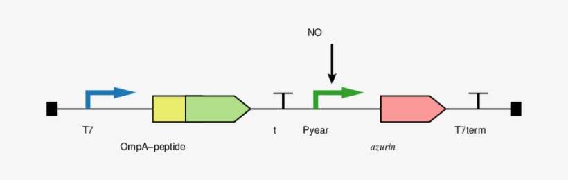 Five Genetic Circuits Were Established, Which Were - Diagram, transparent png download