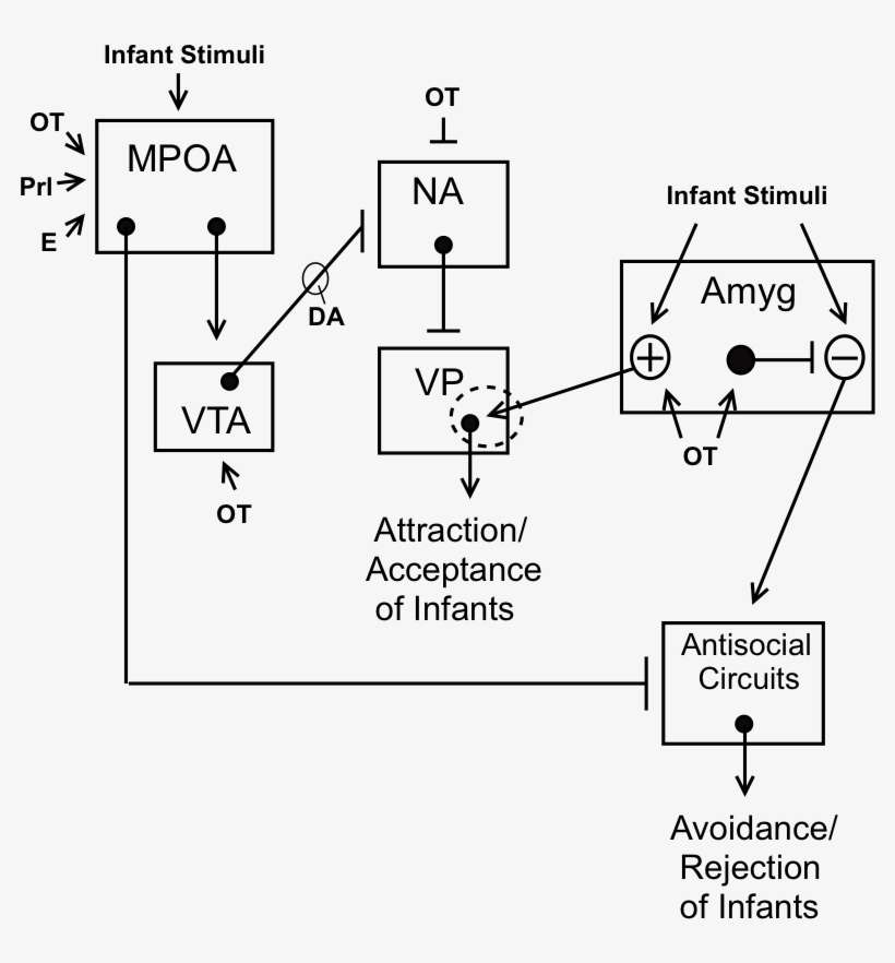 A Neural Model Of Maternal Behavior In Animals - Maternal Behavior Neural Circuit, transparent png download