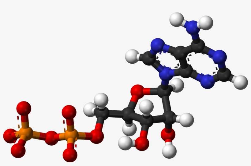 Adp Ballandstick - Ball And Stick Model Of Nucleic Acid, transparent png download