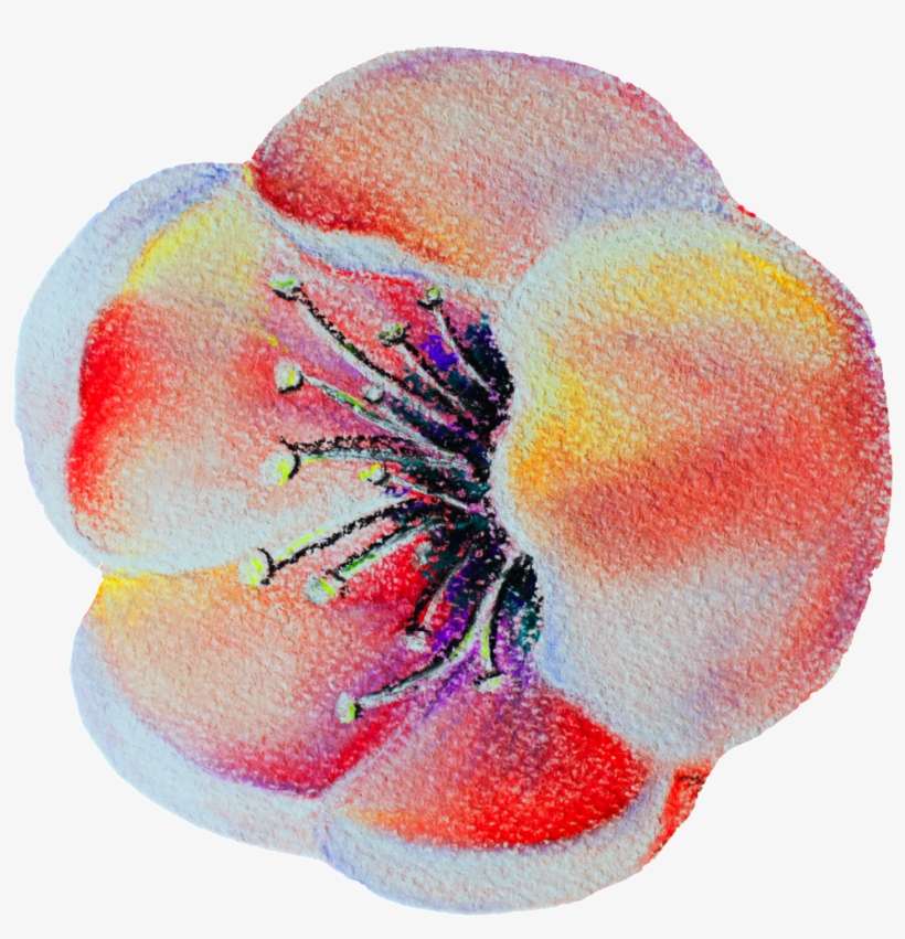 Transparent Ornamental For Tulip Flowers - Corn Poppy, transparent png download