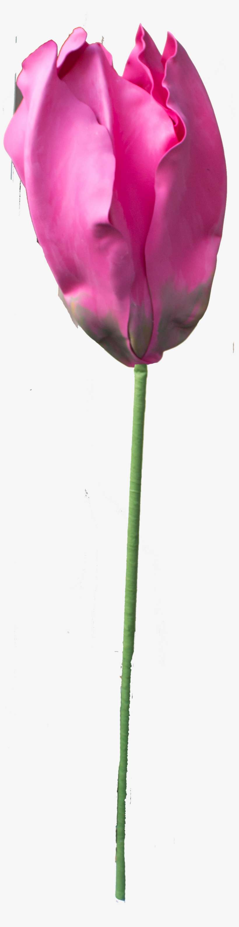 Tulip Png - Microsoft Windows, transparent png download
