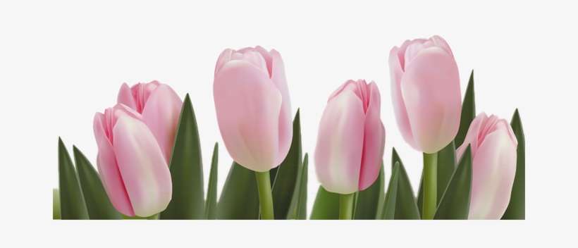 Transparent Pink Tulips Png, transparent png download