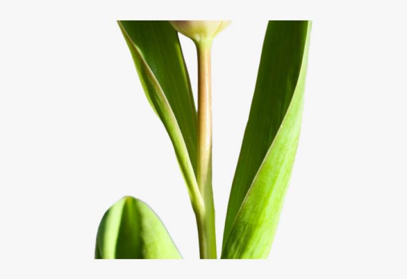 Tulip Png Transparent Images - Free Tulip, transparent png download