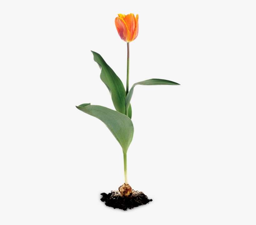 Tulip - Tulipe Plant, transparent png download