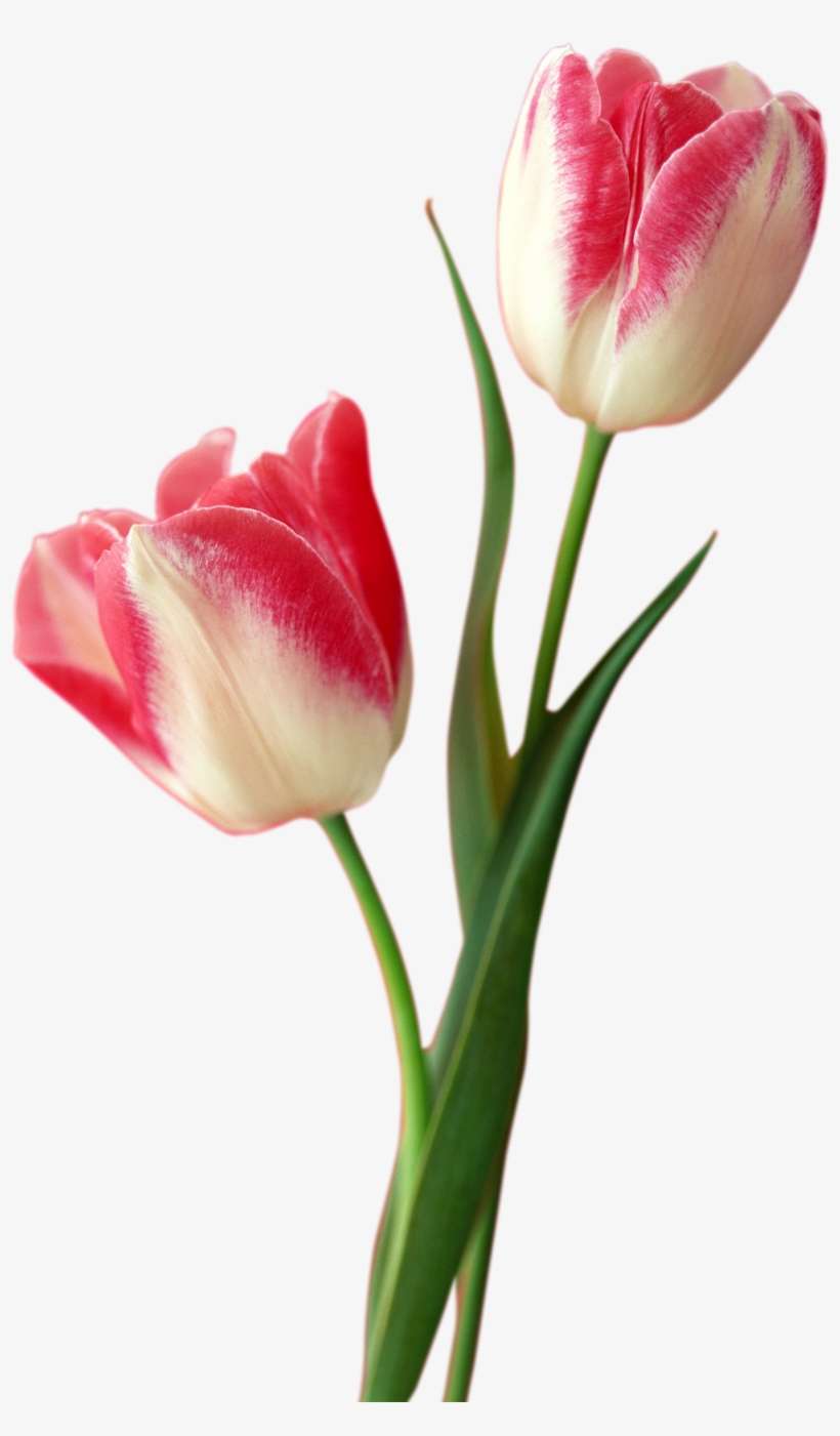 Tulip Png Free Download - Tulip Png, transparent png download