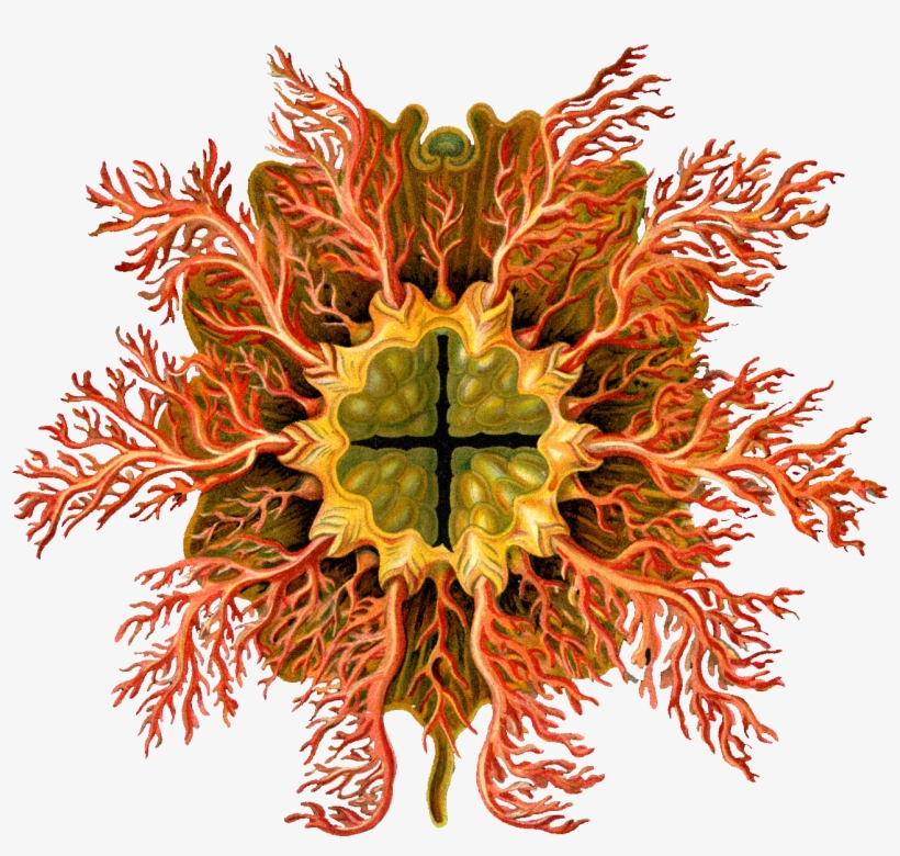 Ernst Haeckel, transparent png download