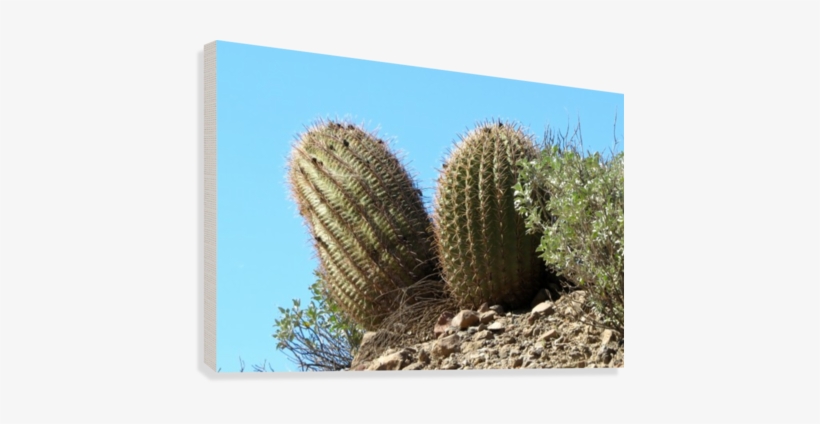 City Art Brooklyn Bridge In Detail - Hedgehog Cactus, transparent png download
