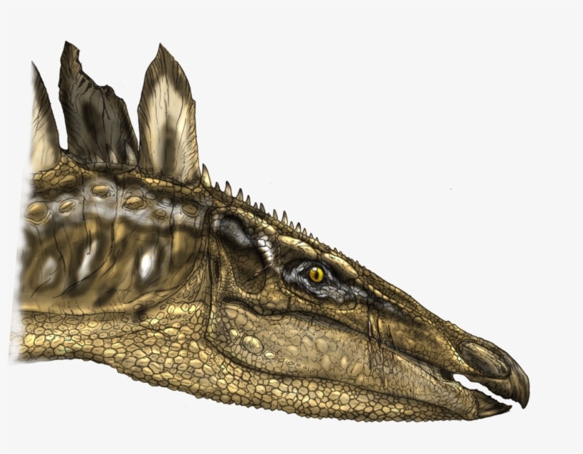 Stegosaurus Head By Fafnirx - Stegosaurus Head, transparent png download