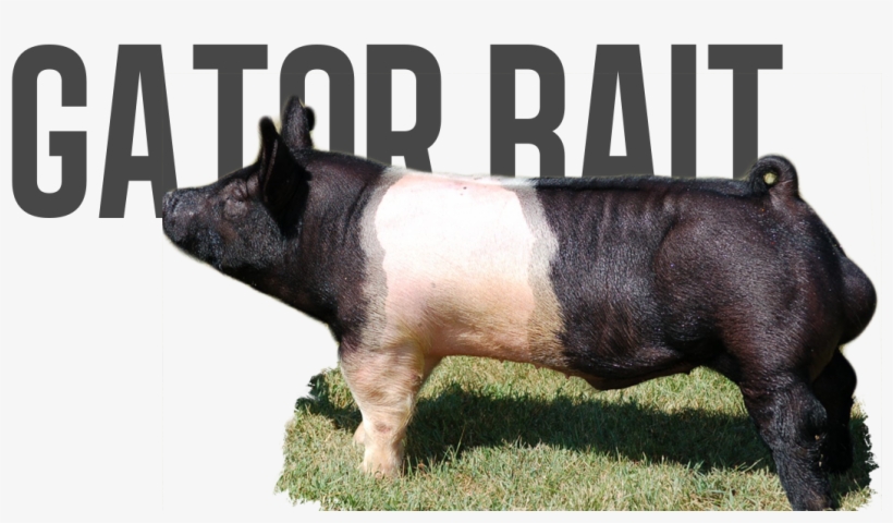 Dead On X Super 8 X Vintage - Domestic Pig, transparent png download