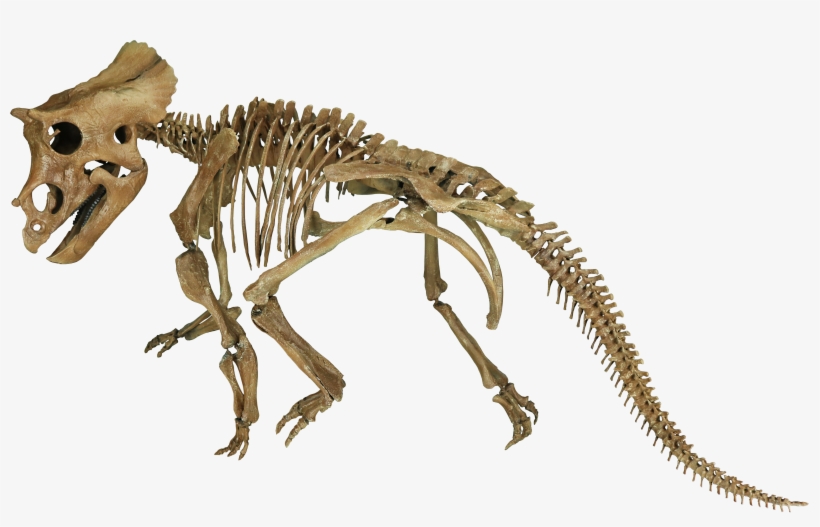 Triceratops Prorsus Juvenile - Juvenile Triceratops Skeleton, transparent png download