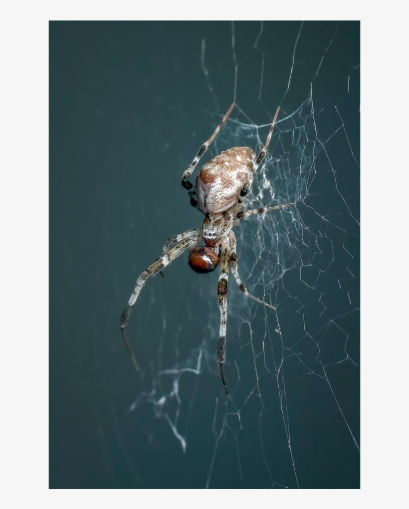 #spiderpic - Twitter - Com/qbeiju9qo4 - Spider Web, transparent png download