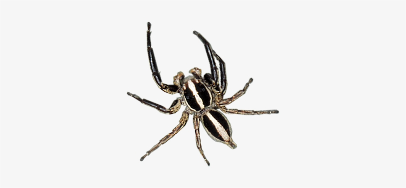 Spider Control - Wolf Jumping Spider, transparent png download