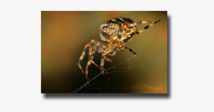 Img 3425 - Jpg - Spider Web, transparent png download
