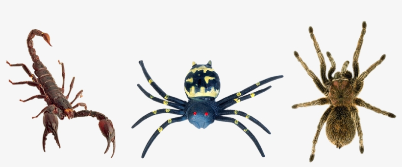 Scorpion, Spiders, Tarantula, Butafpriâ, Spider Man - Creepy Halloween Spider Shirts For Men Or Women, transparent png download
