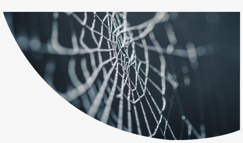 Pest Control-spiders - Spider Web, transparent png download