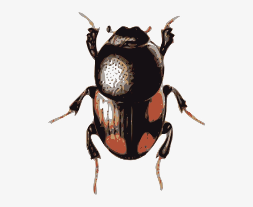 Beetle - Beetle Clipart, transparent png download