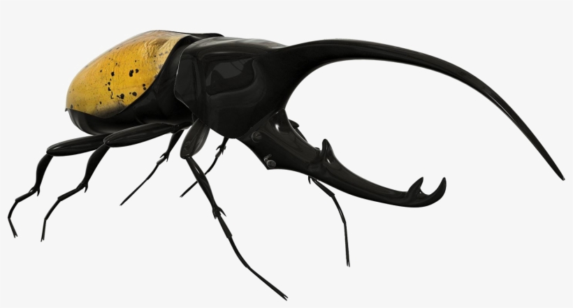 Beetle Png Image Background - Rhinoceros Beetle Beetle Png, transparent png download