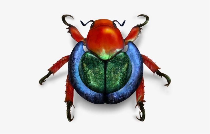 Wikimedia Beetle - Beetle, transparent png download