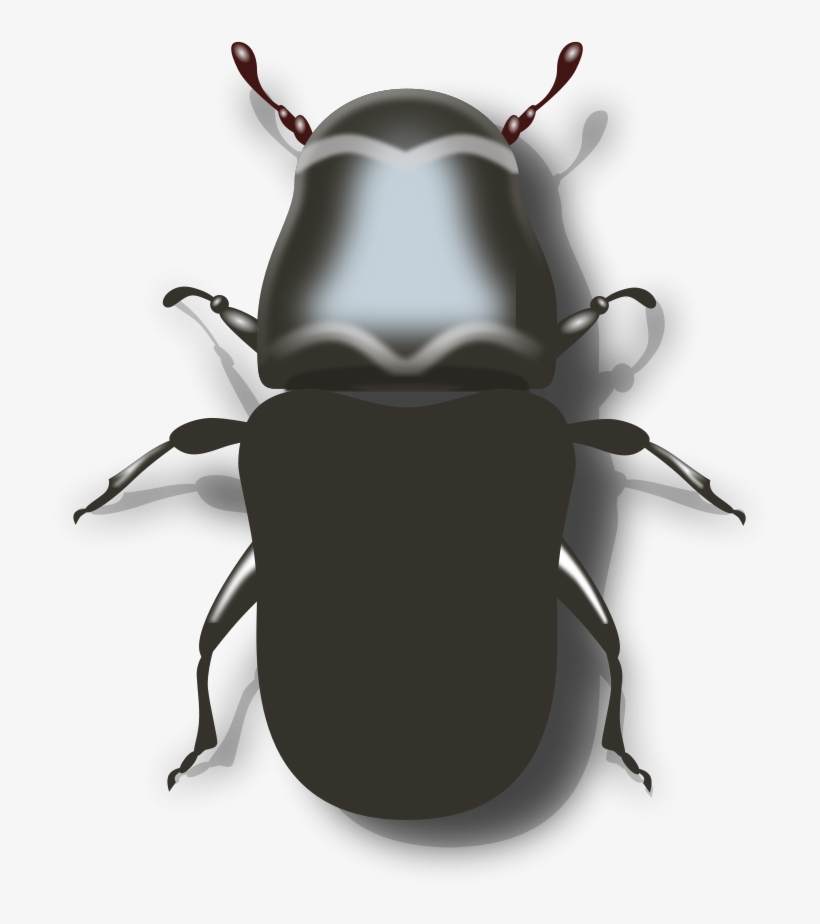 Beetle Clipart Png File Tag List, Beetle Clip Arts - Beetle, transparent png download