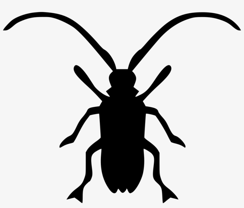 Asian Longhorned Beetle Beatle Comments - Asian Longhorn Beetle Png, transparent png download