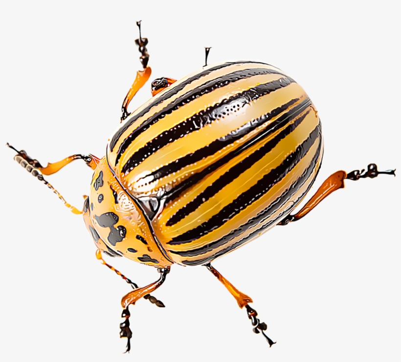 Colorado Potato Beetles - Colorado Potato Beetle, transparent png download