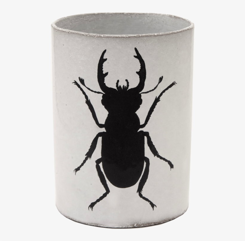 Insect, transparent png download