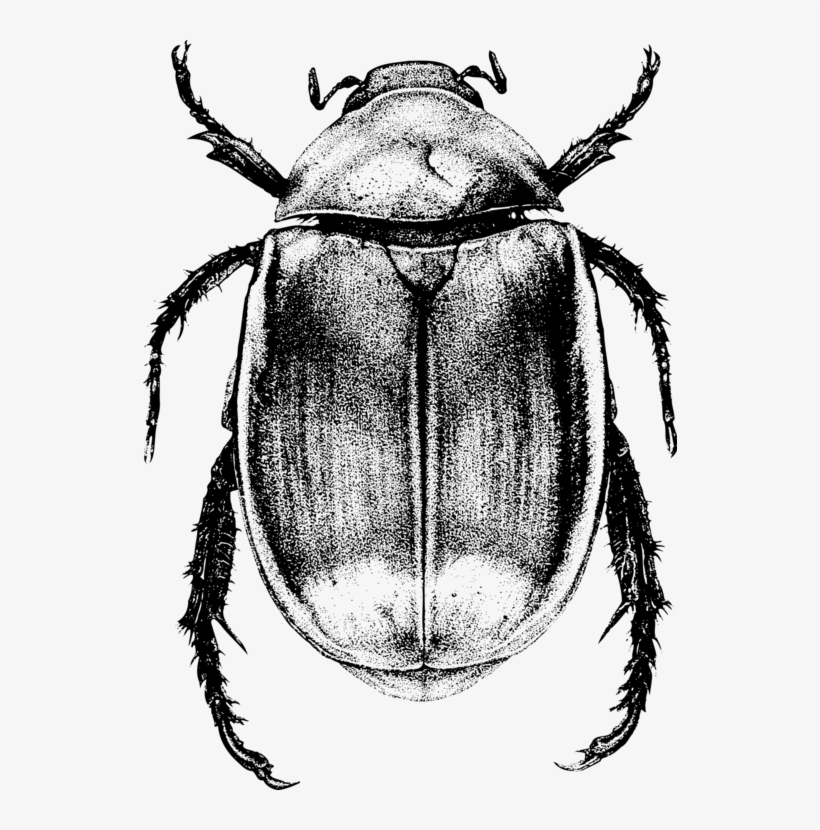 Scarabs Dung Beetle Drawing /m/02csf - Scarab Beetle, transparent png download