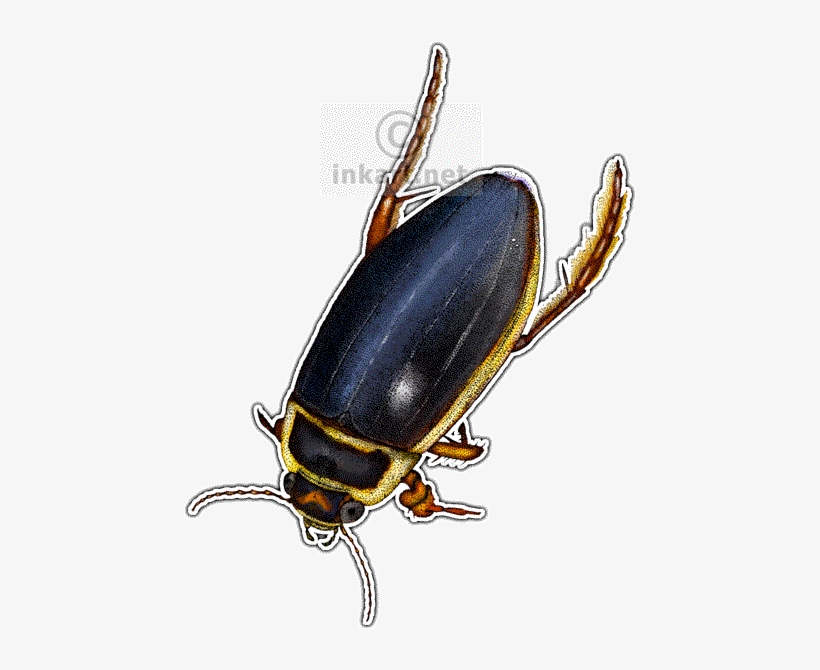 Great Diving Beetle - Cafepress Beetles Of The World Throw Pillow, transparent png download