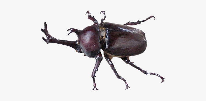 Rhinoceros Beetle Png - Beetle .png, transparent png download