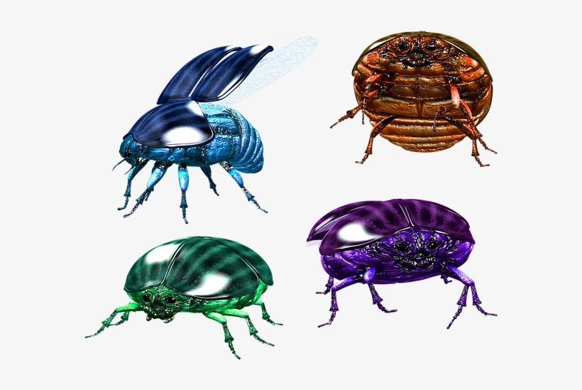 Beetle, transparent png download