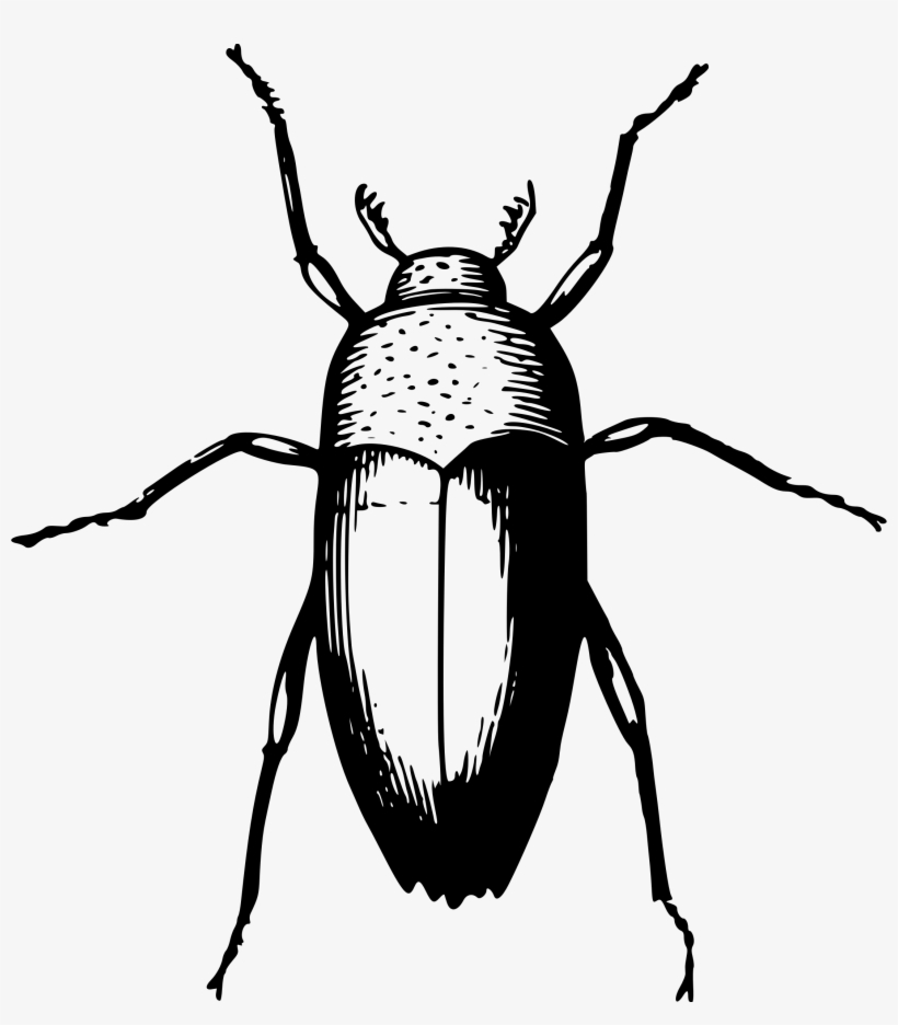 Big Image - Beetle, transparent png download