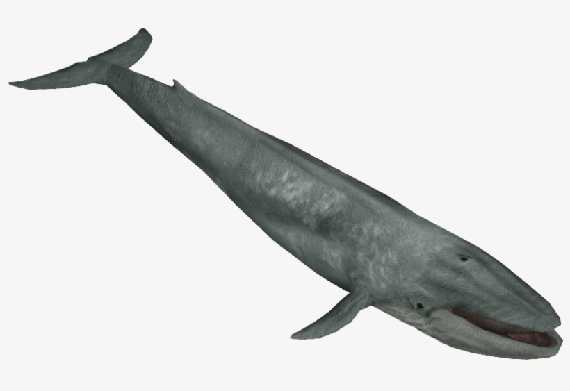 Blue Whale - Zoo Tycoon Blue Whale, transparent png download