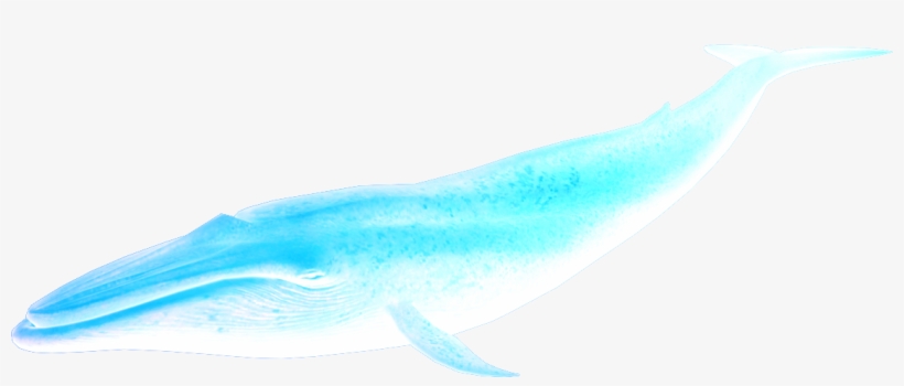 Almighty Aquatic- Great Whale - Blue Whale, transparent png download
