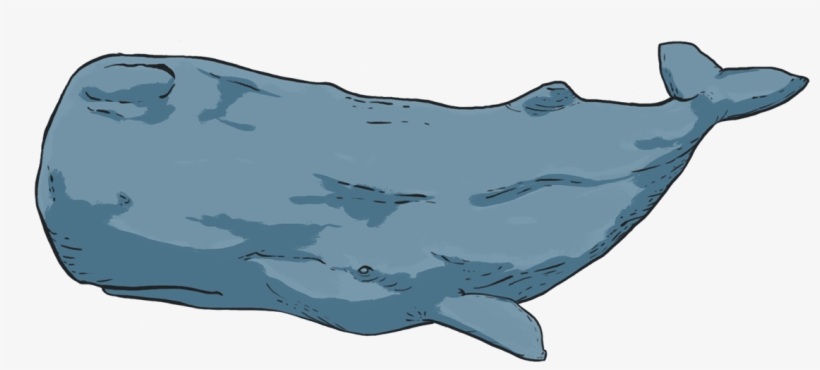 What Is Photo-identification - Blue Whale, transparent png download