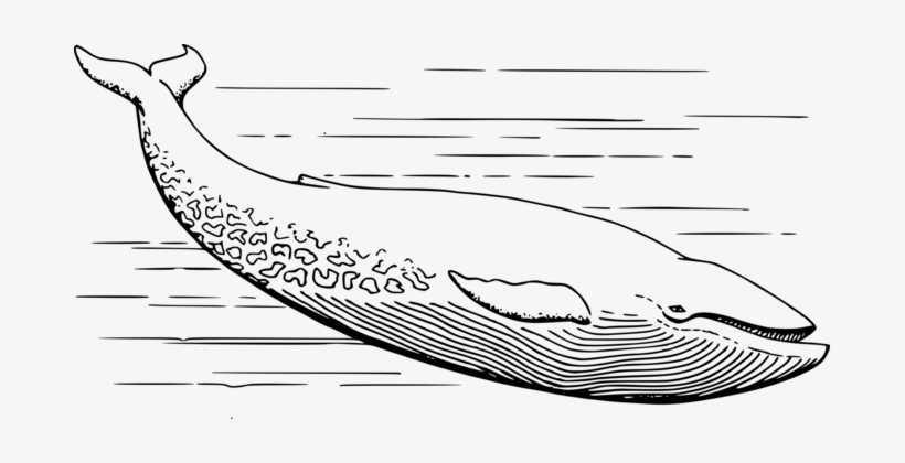Vertebrate Sperm Whale Cetacea Blue Whale Mammal - Whale In Black And White, transparent png download