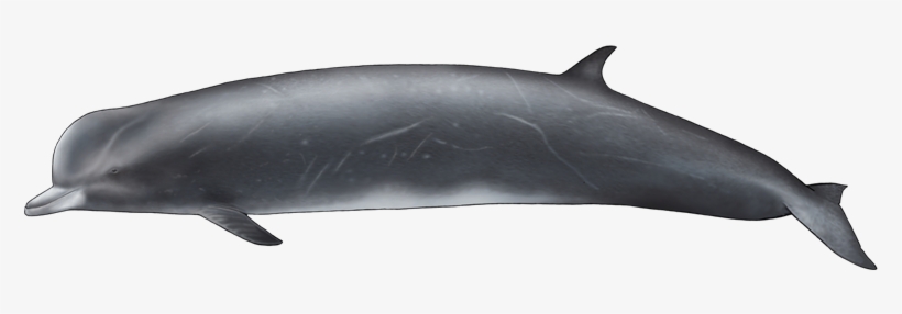 It Was Vulnerable Specie For Whaling Between , During - Northern Bottlenose Whale Png, transparent png download