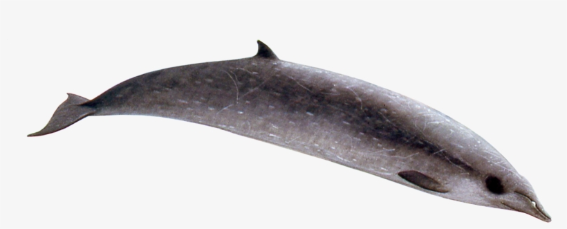 Sowerby Beaked Whale Male, transparent png download