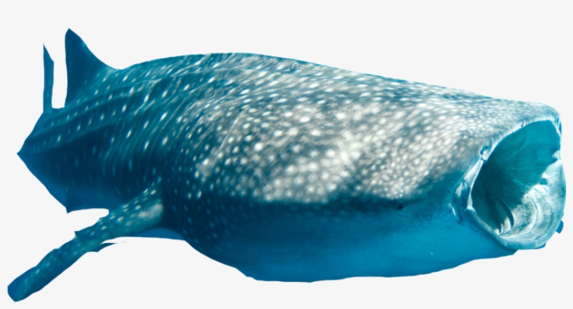 Sharkwhale Clipart Png - Whale Shark Cut Out, transparent png download