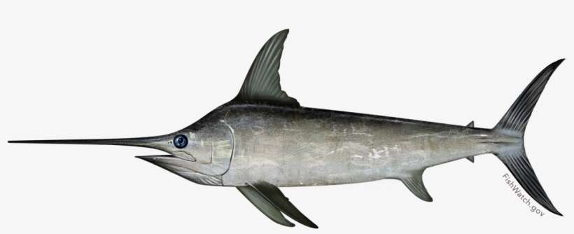 Swordfish - Black Swordfish, transparent png download
