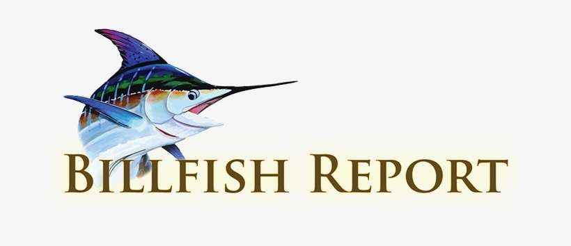 Home - Atlantic Blue Marlin, transparent png download